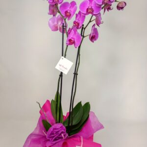 Orquídea fucsia envuelto con papel
