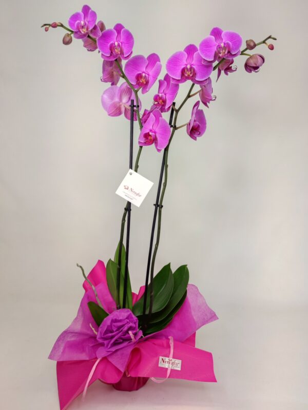 Orquídea fucsia envuelto con papel