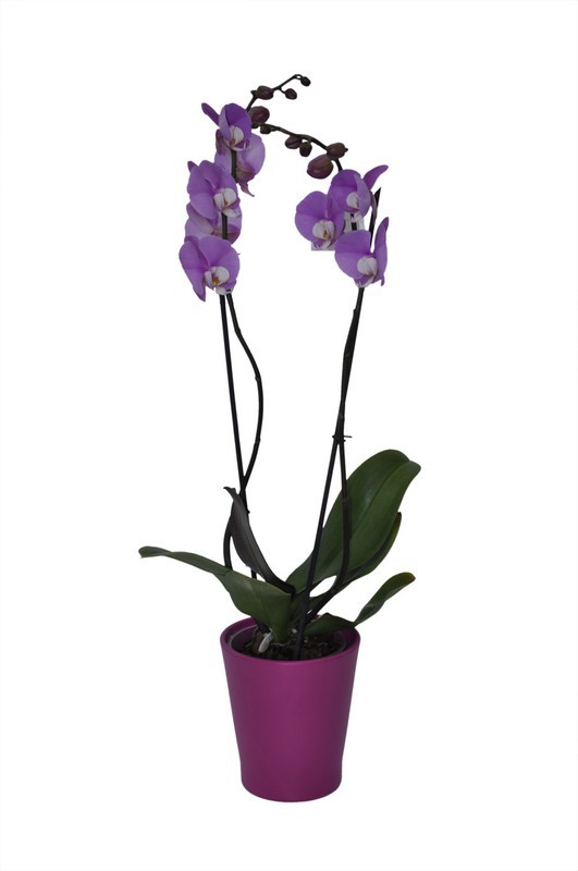 Orquídea fucsia